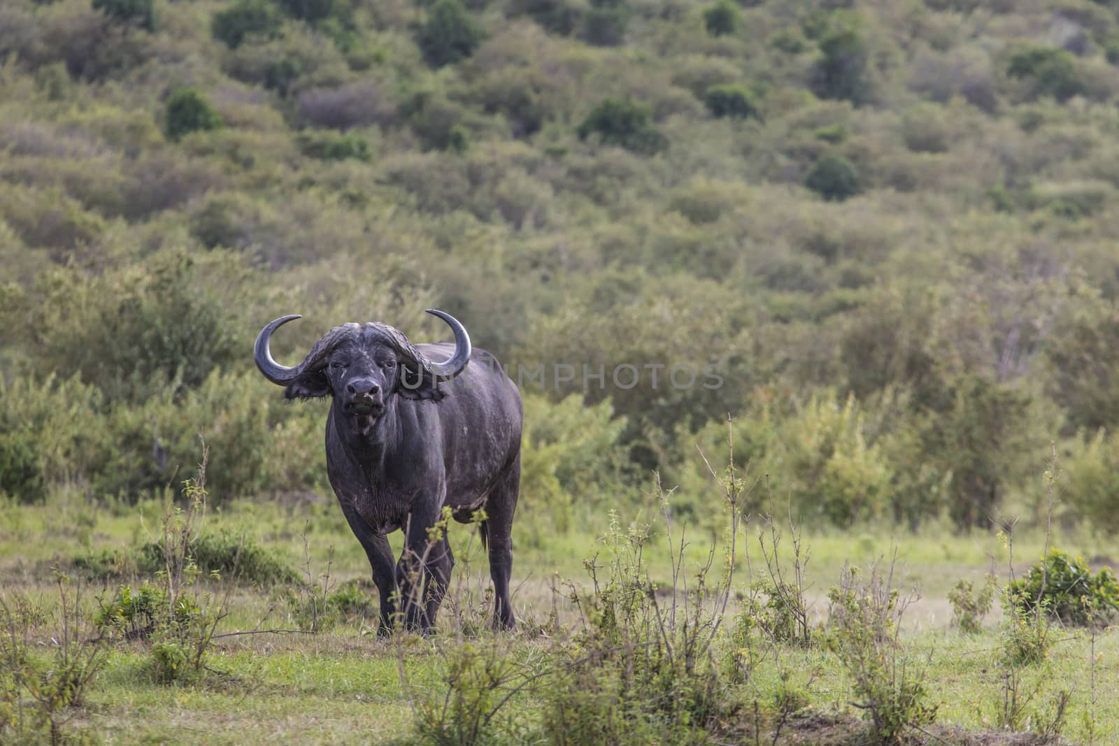 African buffalo (Syncerus caffer) on the grass. The photo was ta by mariusz_prusaczyk