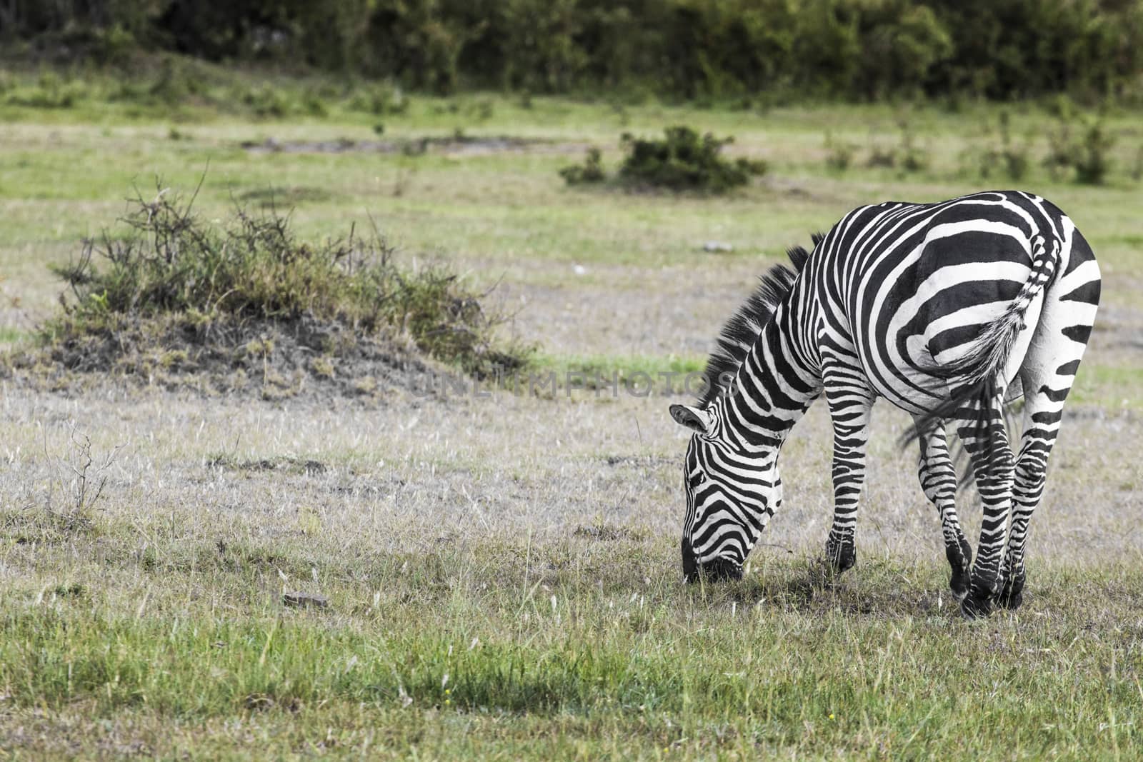 Zebra in National Park. Africa, Kenya by mariusz_prusaczyk