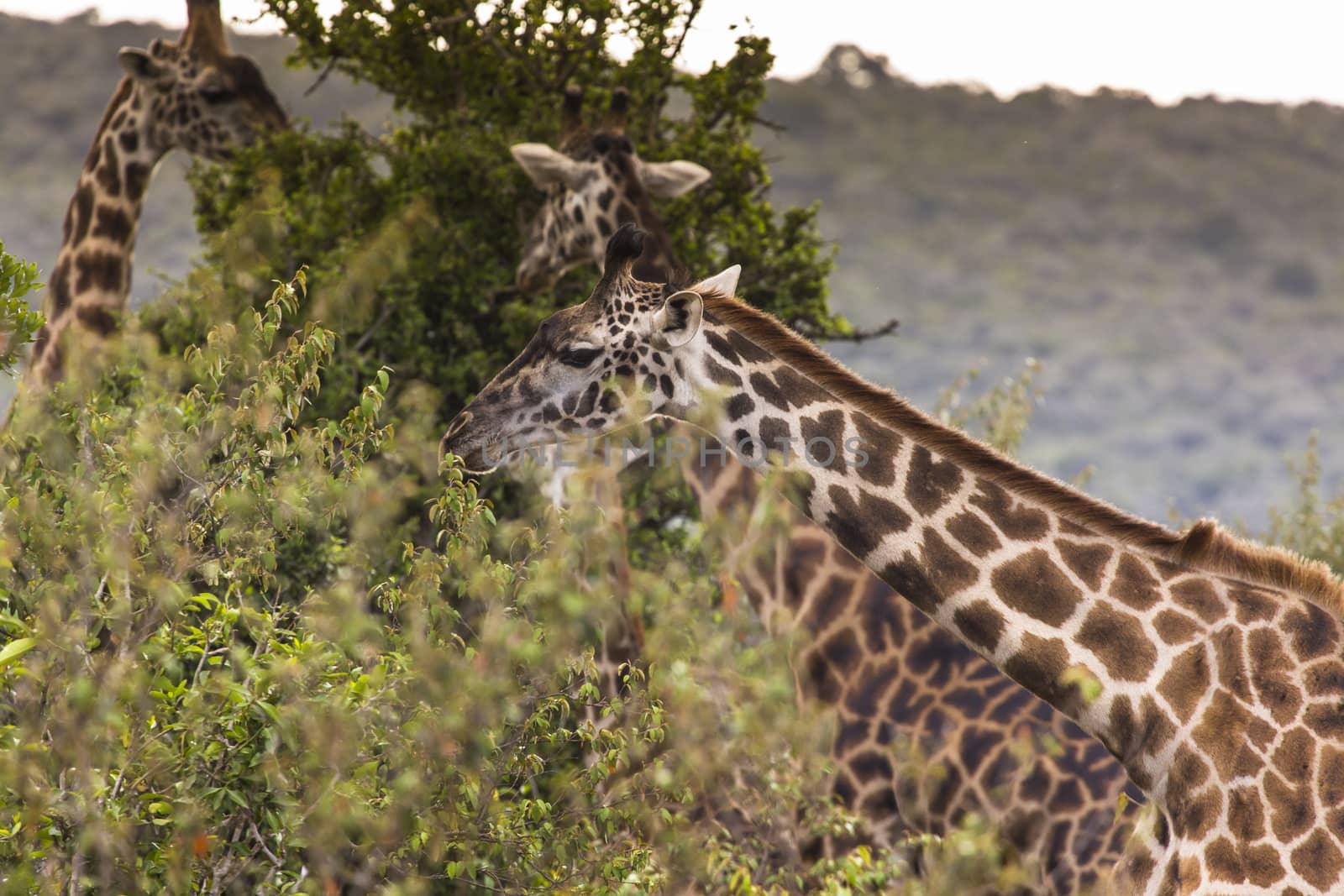 Giraffe on safari wild drive, Kenia. by mariusz_prusaczyk