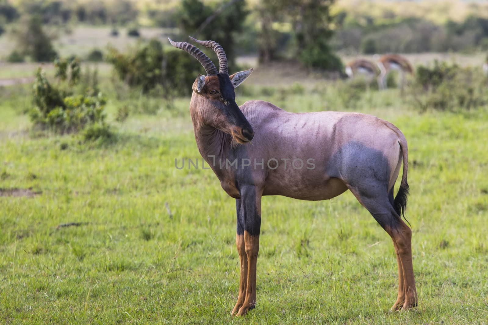 Topi Antelope in the National Reserve of Africa, Kenya