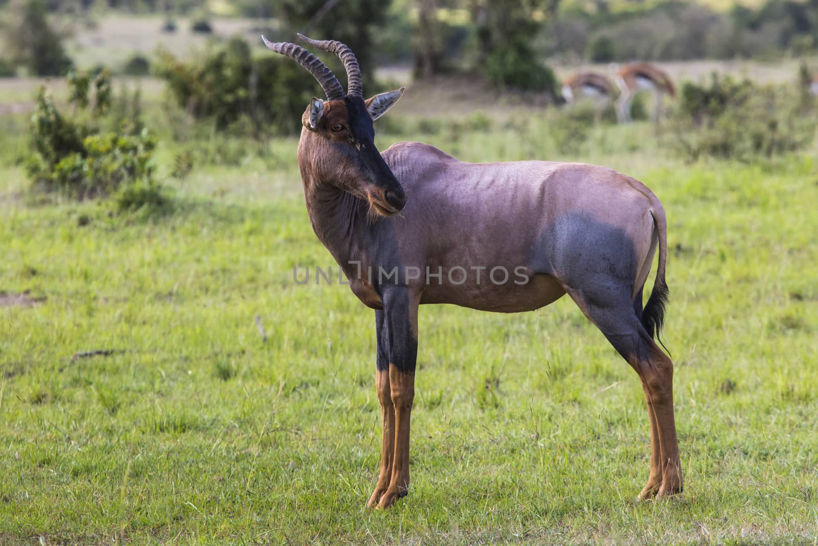 Topi Antelope in the National Reserve of Africa, Kenya by mariusz_prusaczyk