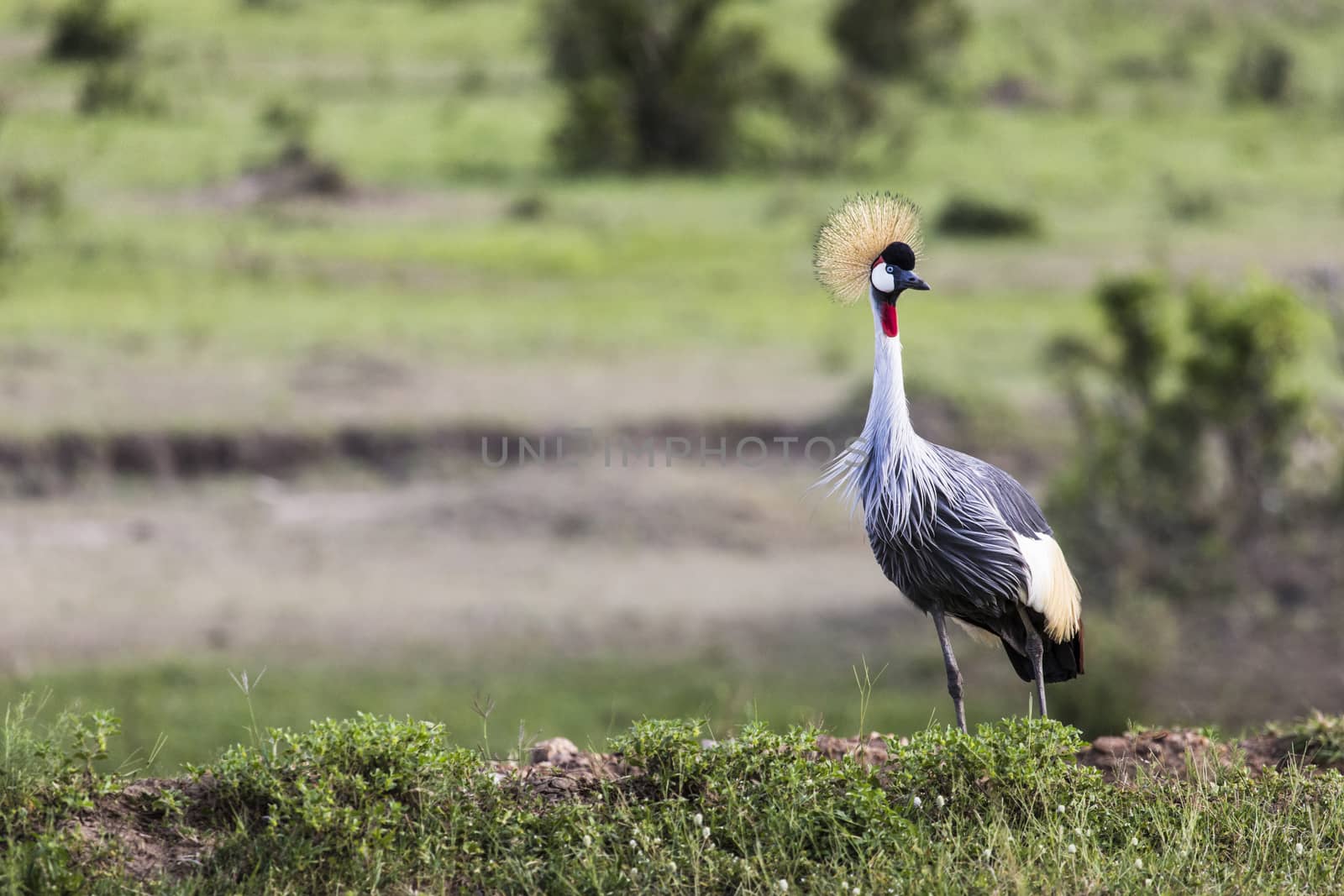 Grey Crowned Crane (Balearica regulorum) by mariusz_prusaczyk