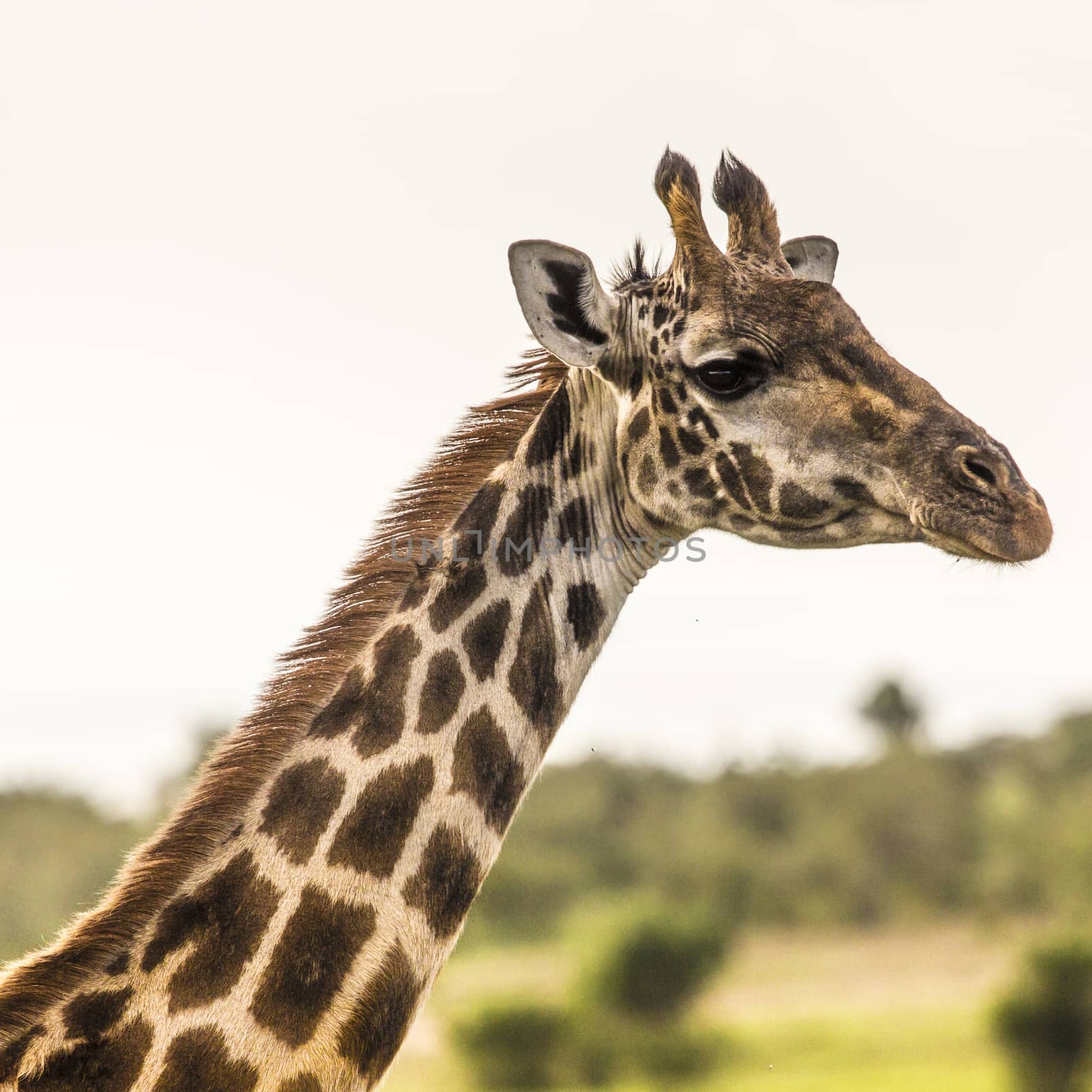Giraffe on safari wild drive, Kenia. by mariusz_prusaczyk