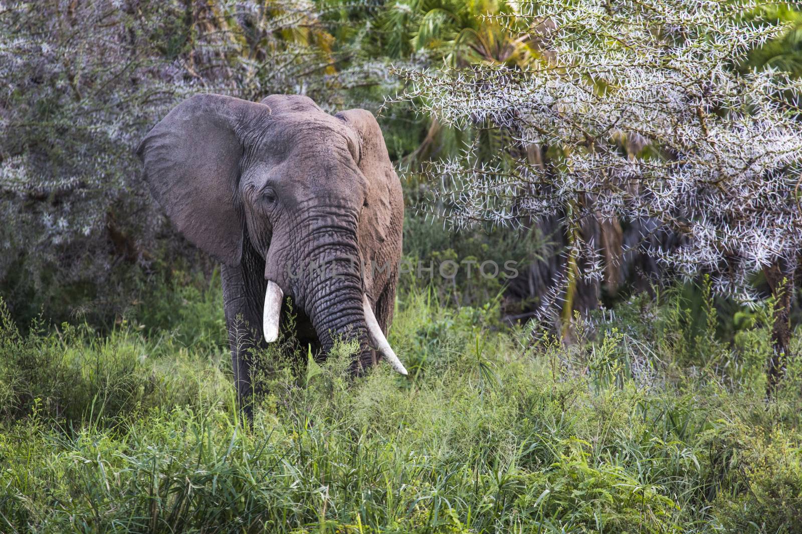 African elephant in the Tarangire National Park, Tanzania by mariusz_prusaczyk