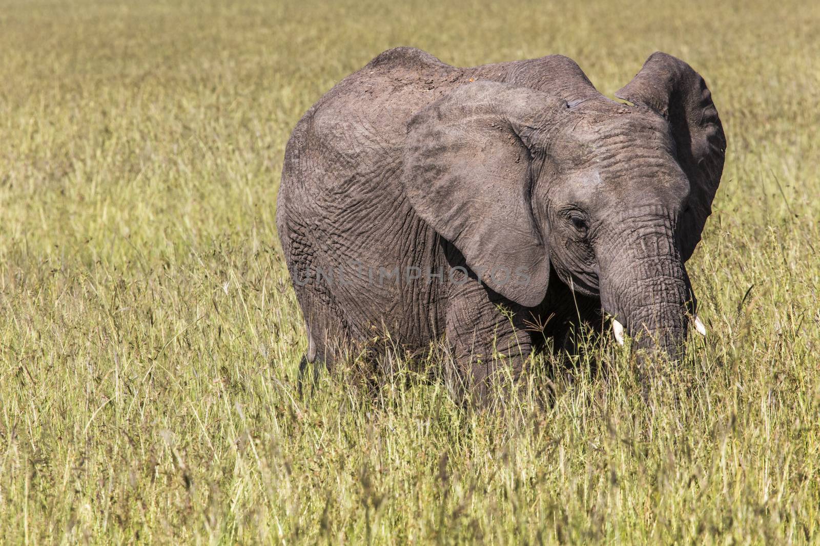 Wild elephant in Maasai Mara National Reserve, Kenya. by mariusz_prusaczyk