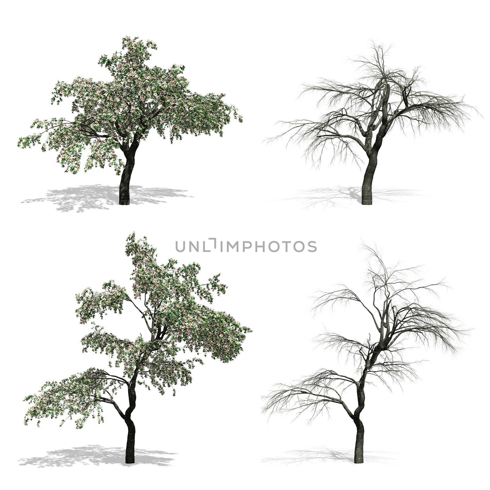 Cherry trees, isolated on white background.