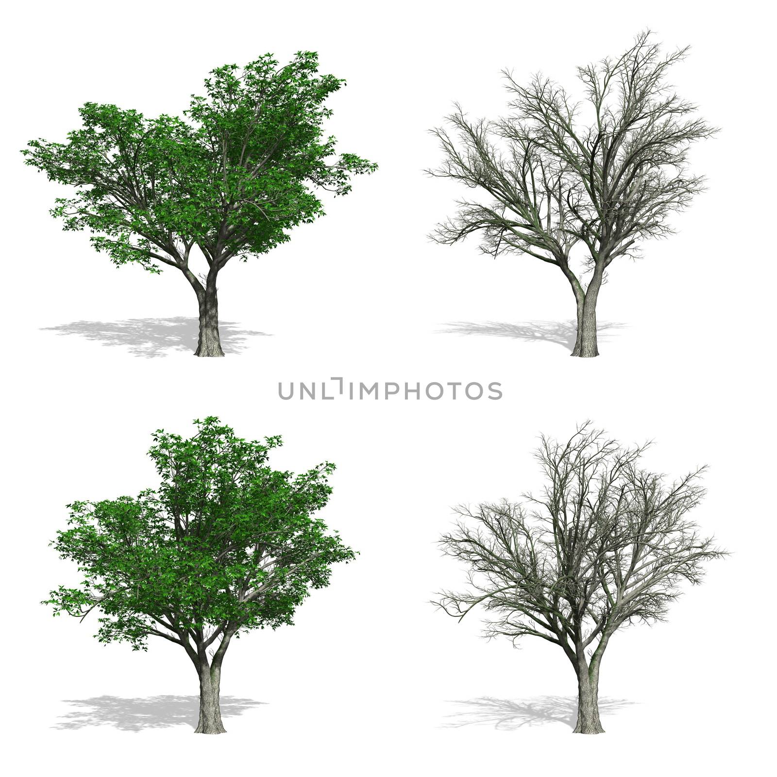 Elm trees, isolated on white background.