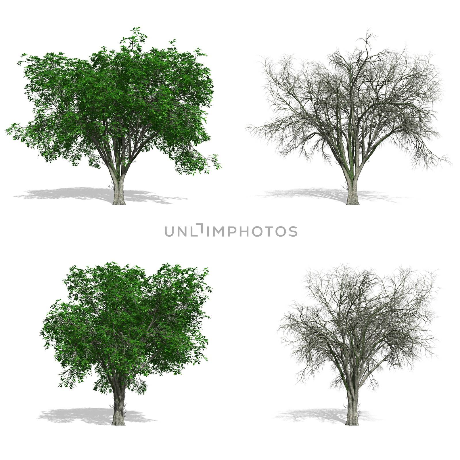 Elm trees, isolated on white background.