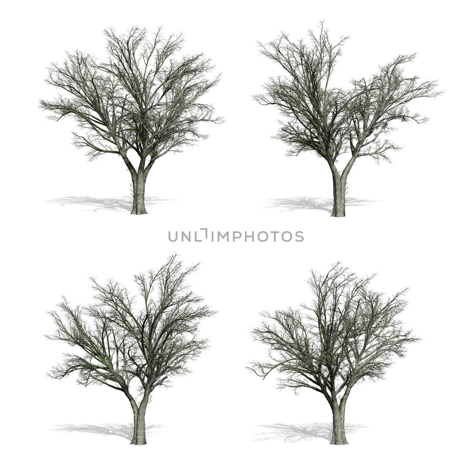 Elm trees, isolated on white background.