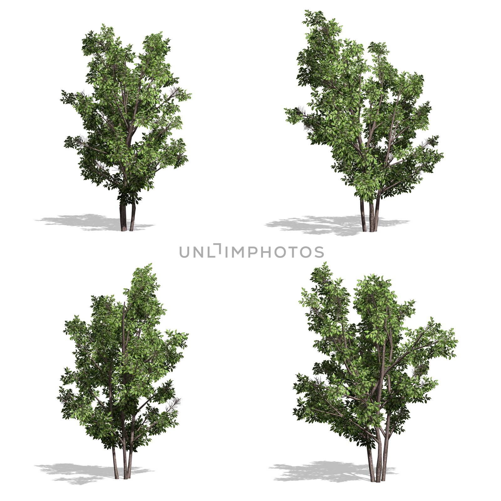 Hazel trees, isolated on white background.