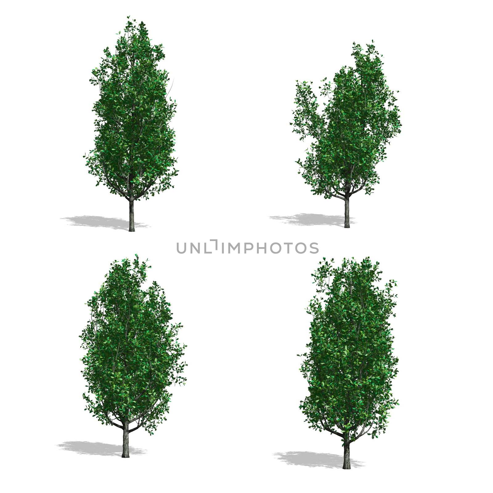 Oak trees, isolated on white background.