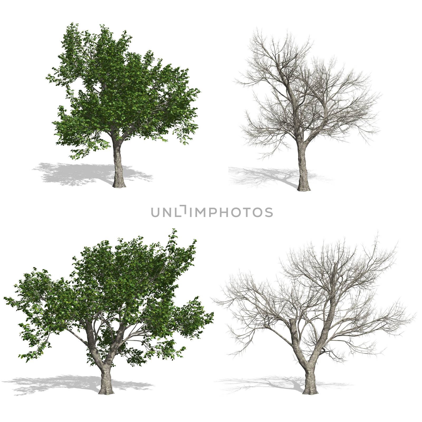 Ash trees, isolated on white background.