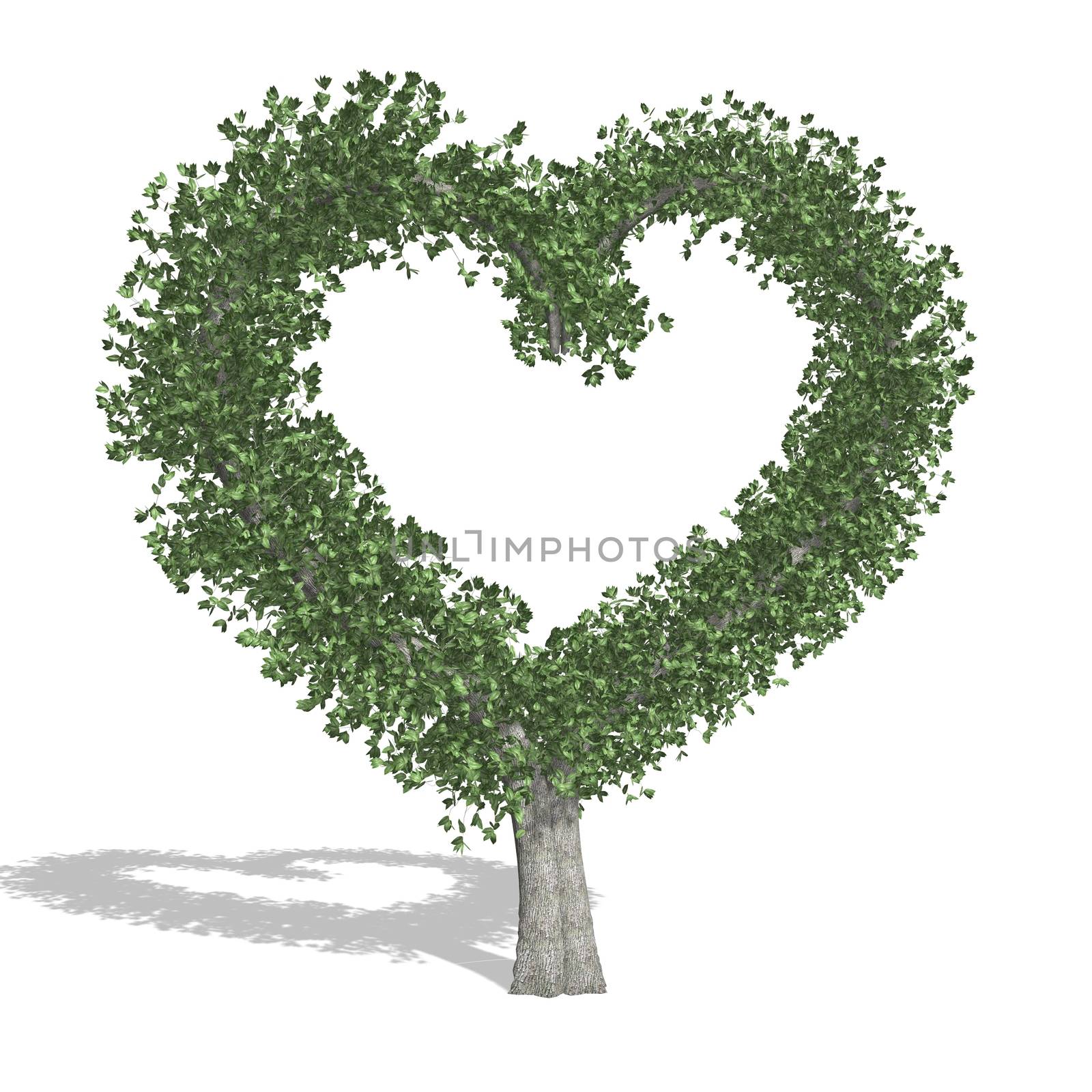 Heart tree, isolated on white background.