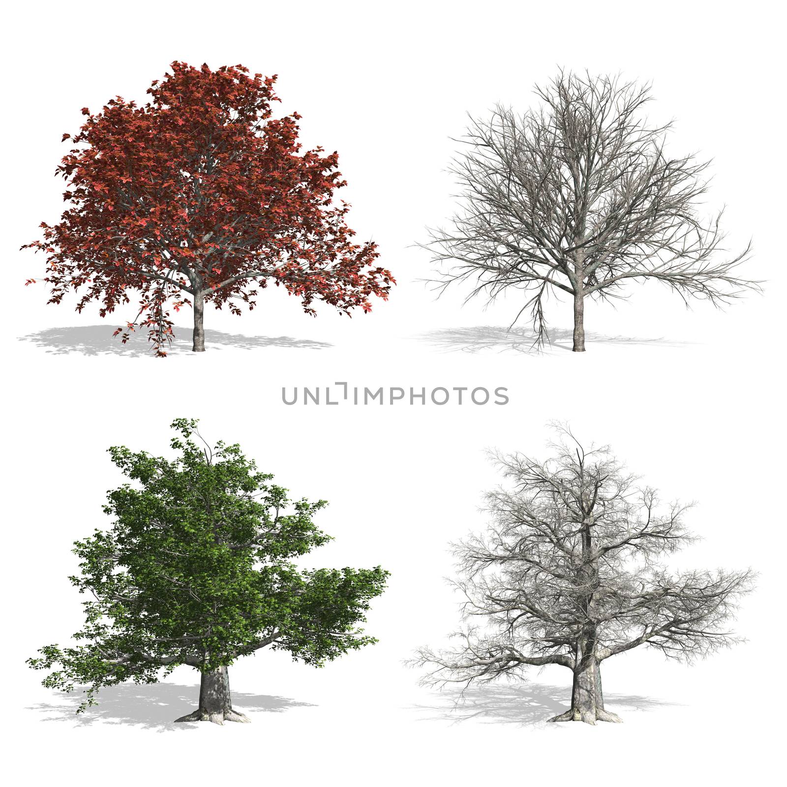 Beech trees, isolated on white background.