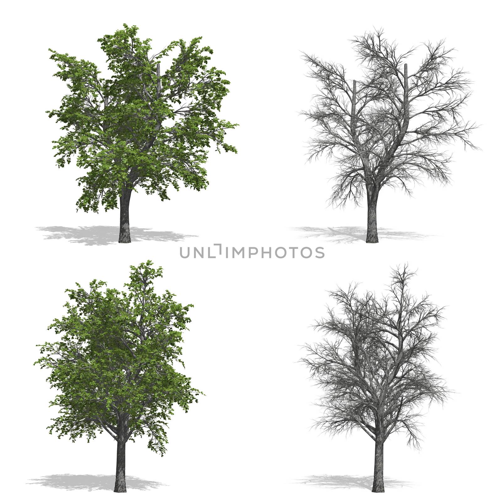 Cherry trees, isolated on white background.