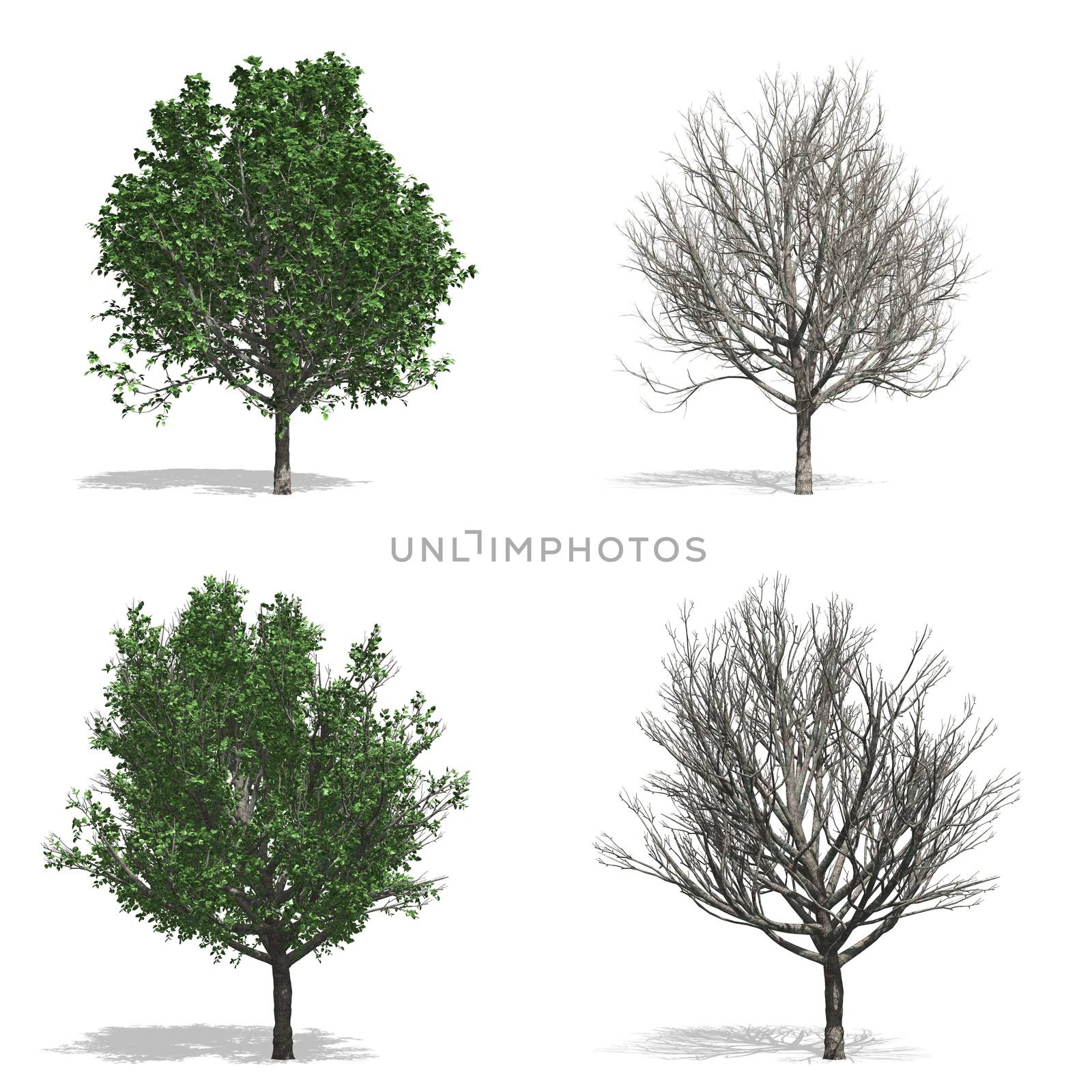 Pear trees, isolated on white background.