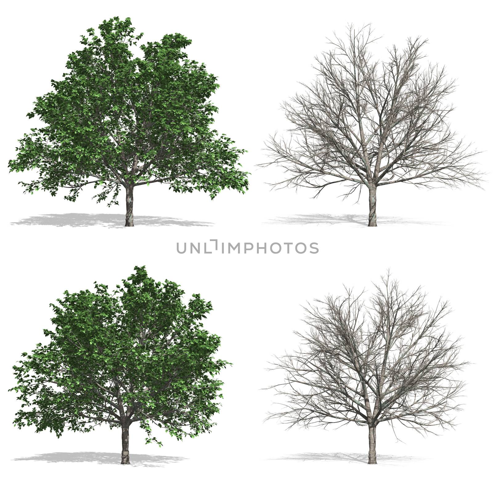 Pear trees, isolated on white background.