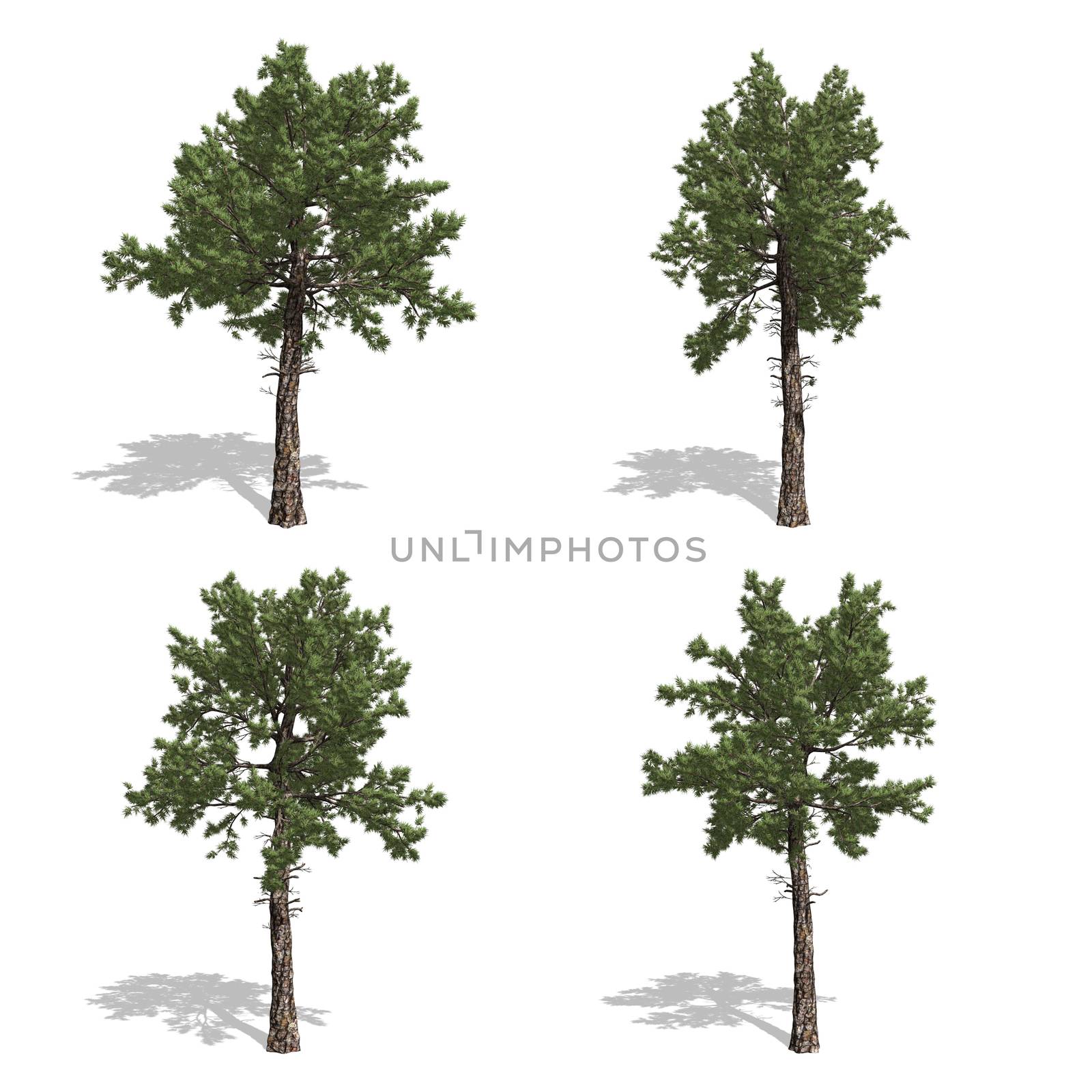 Pine trees, isolated on white background.