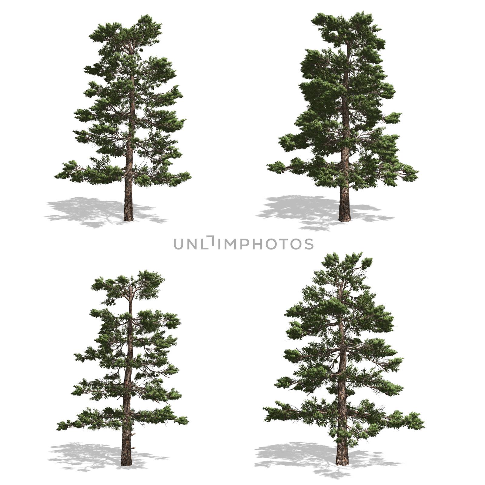 Pine trees, isolated on white background.