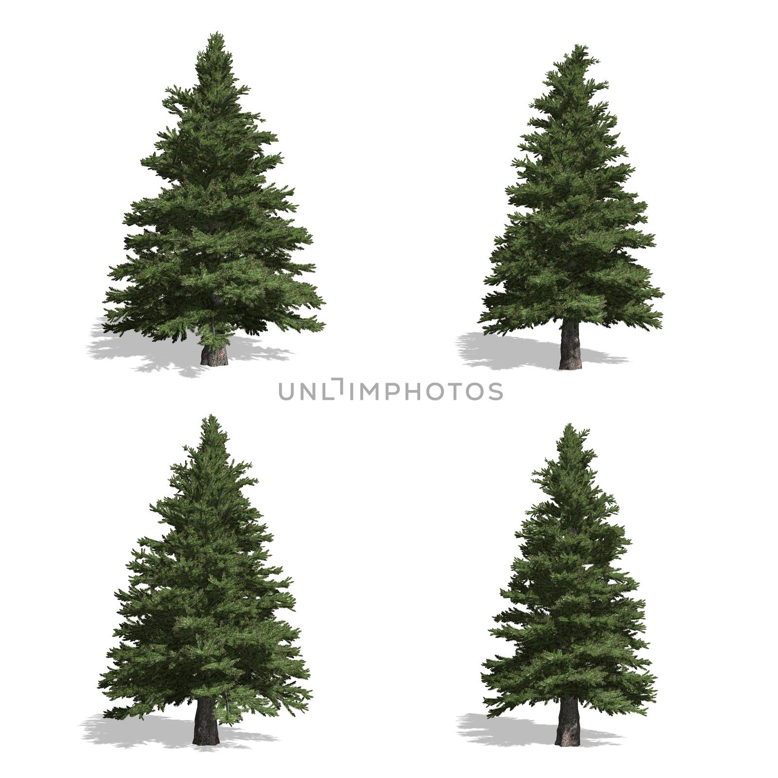 spruce trees, isolated on white background.