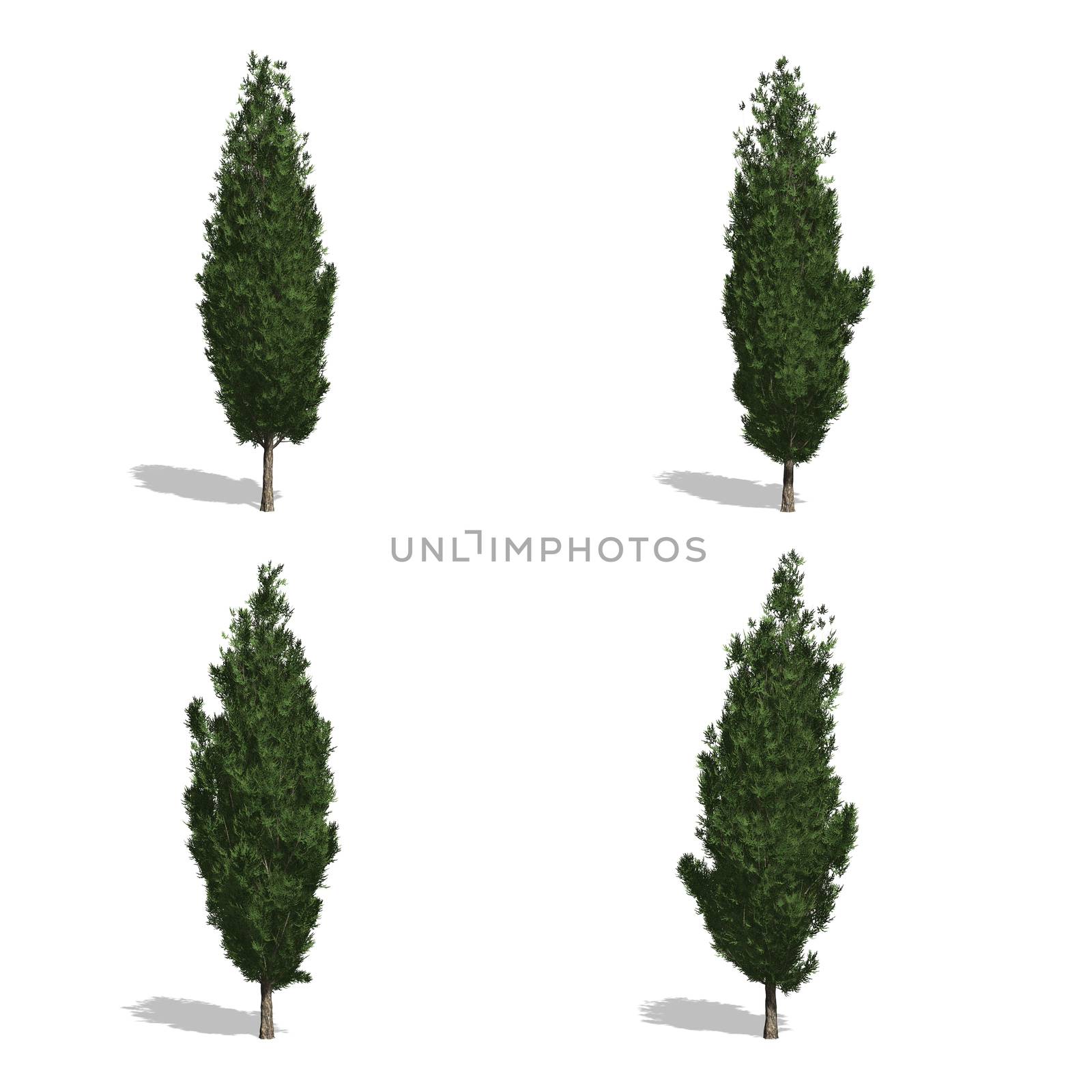 cypress trees, isolated on white background.