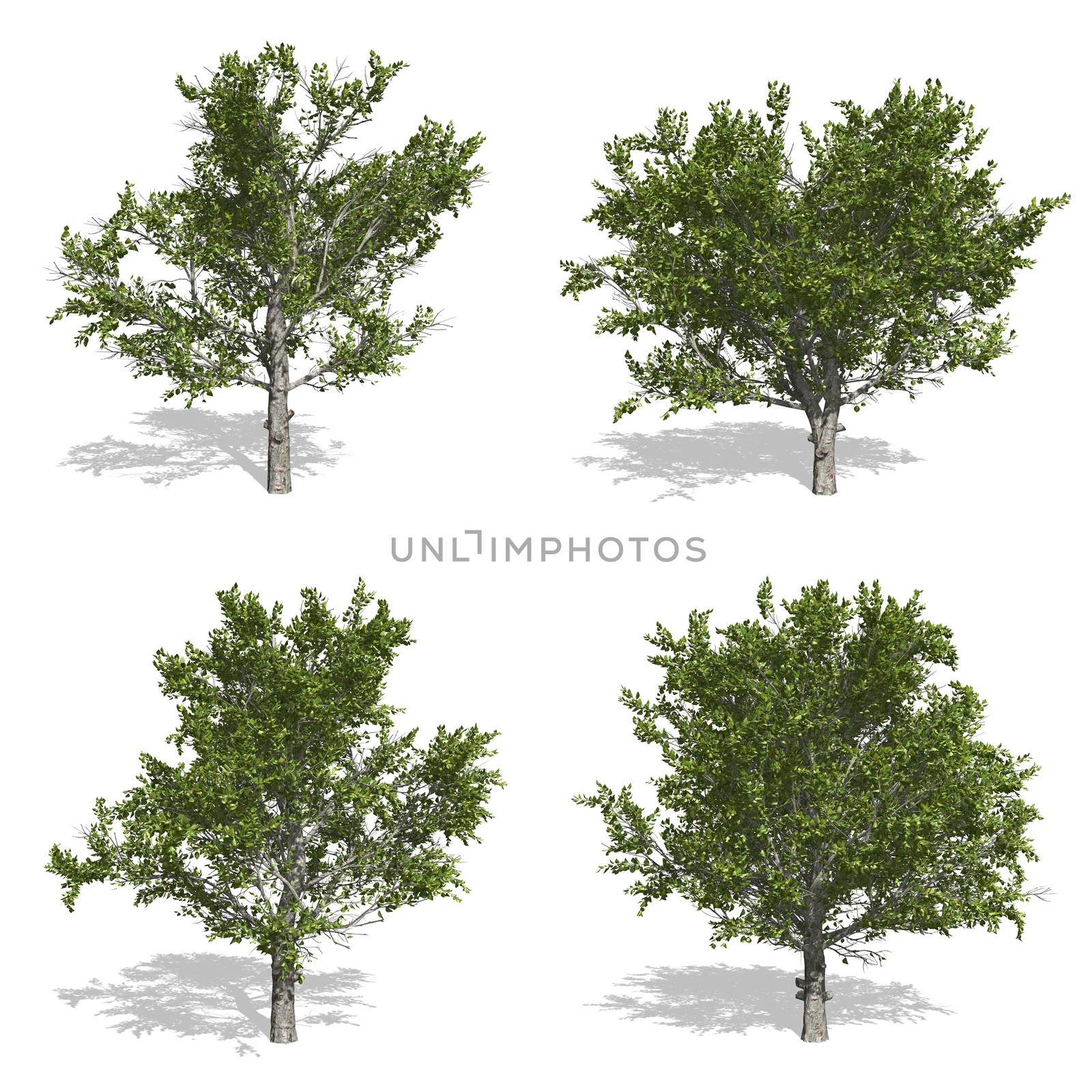 apple trees, isolated on white background.