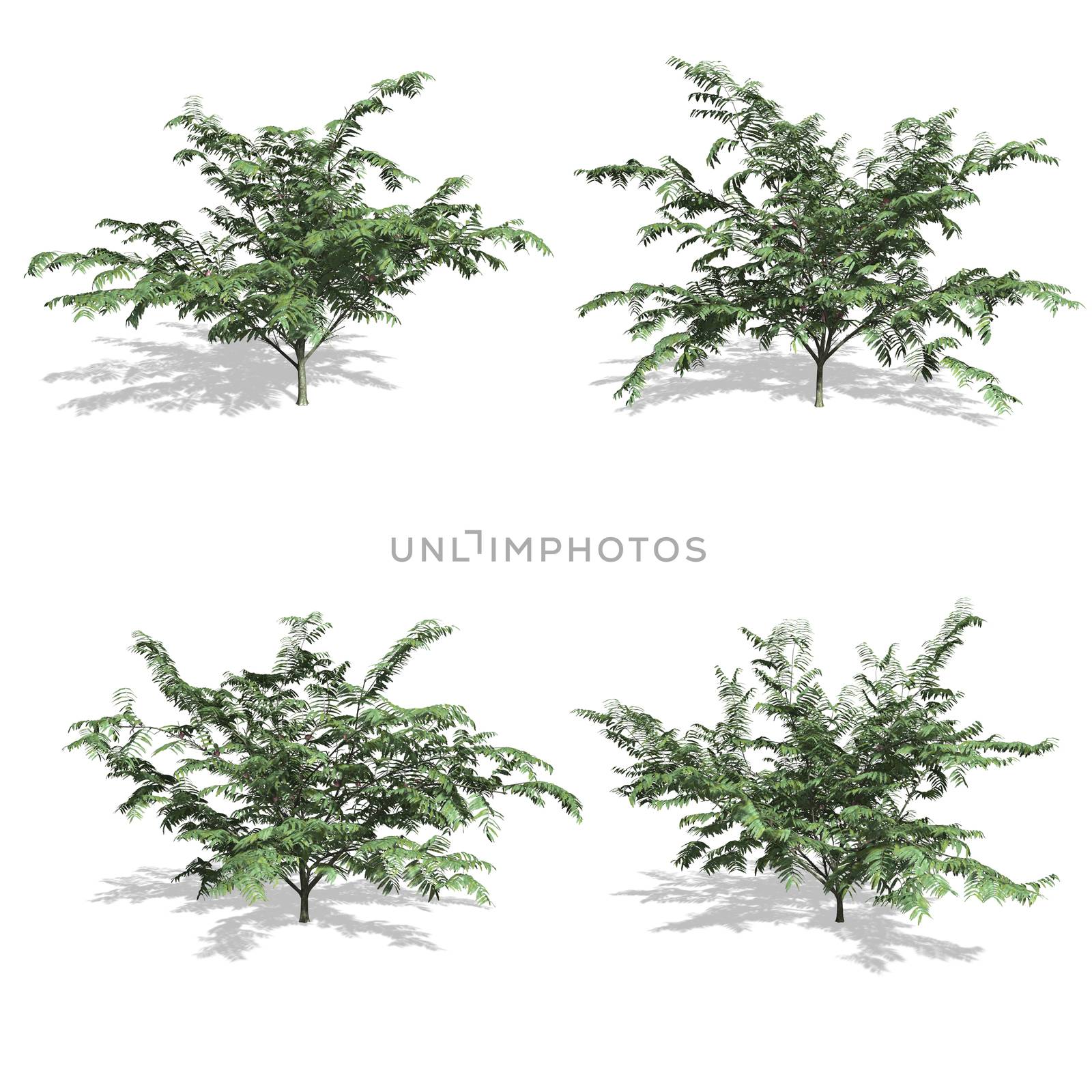 Mimosa trees, isolated on white background.