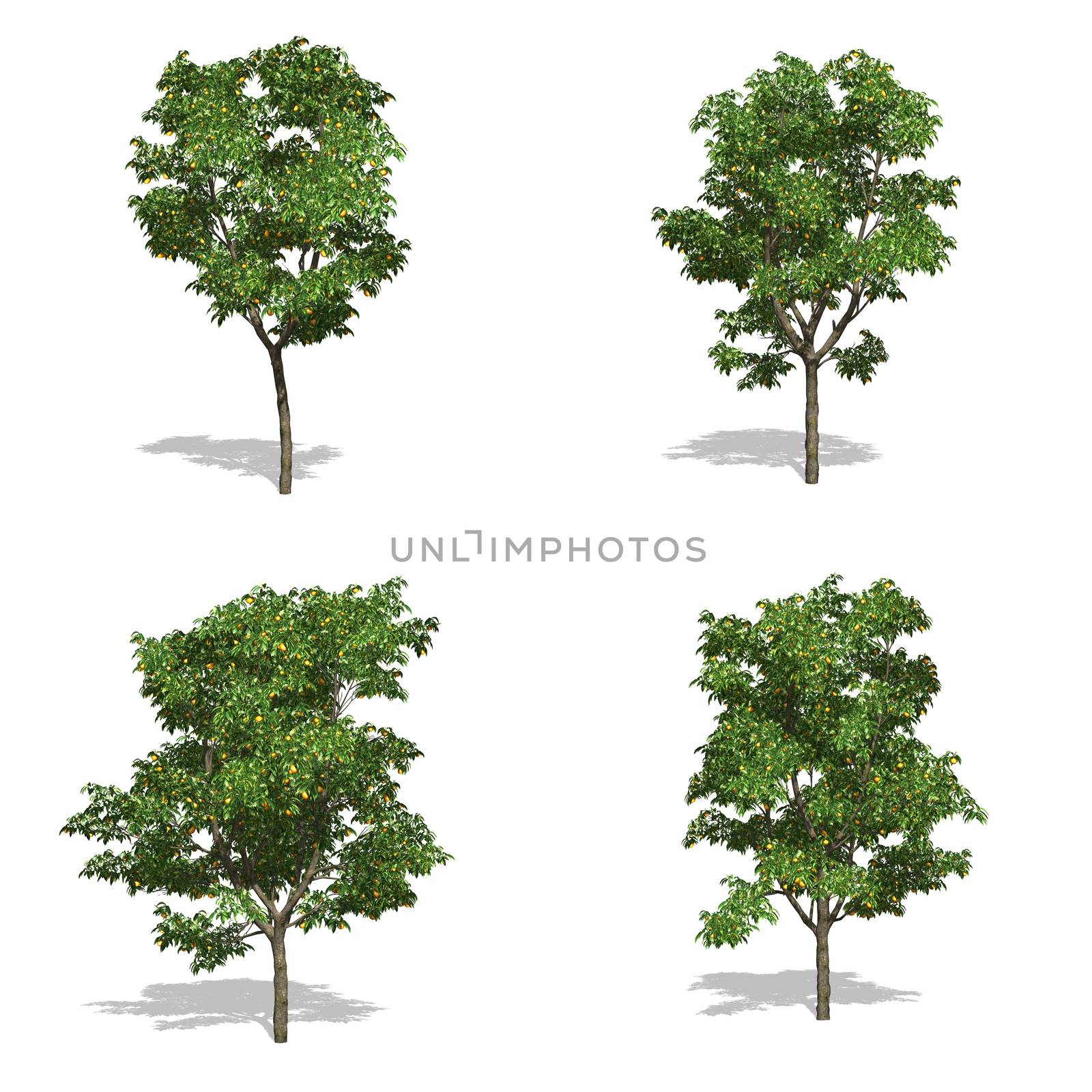 orange trees, isolated on white background.