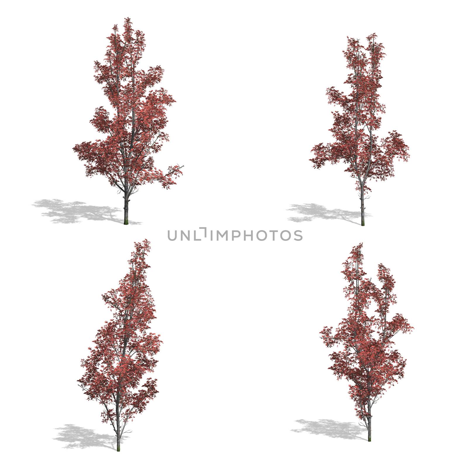 mountain maple fall trees, isolated on white background.