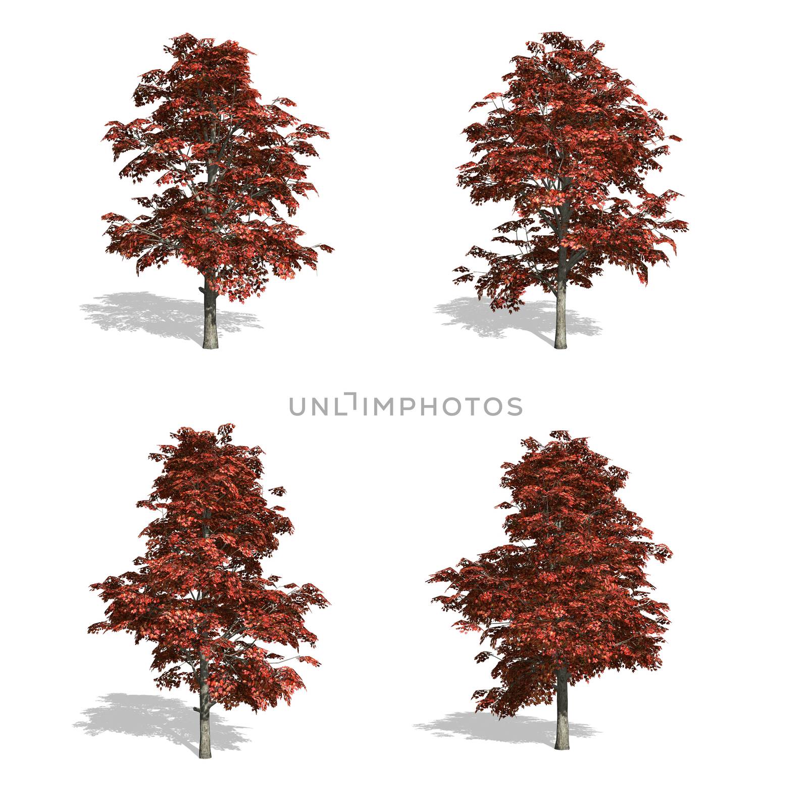 red maple fall trees, isolated on white background.