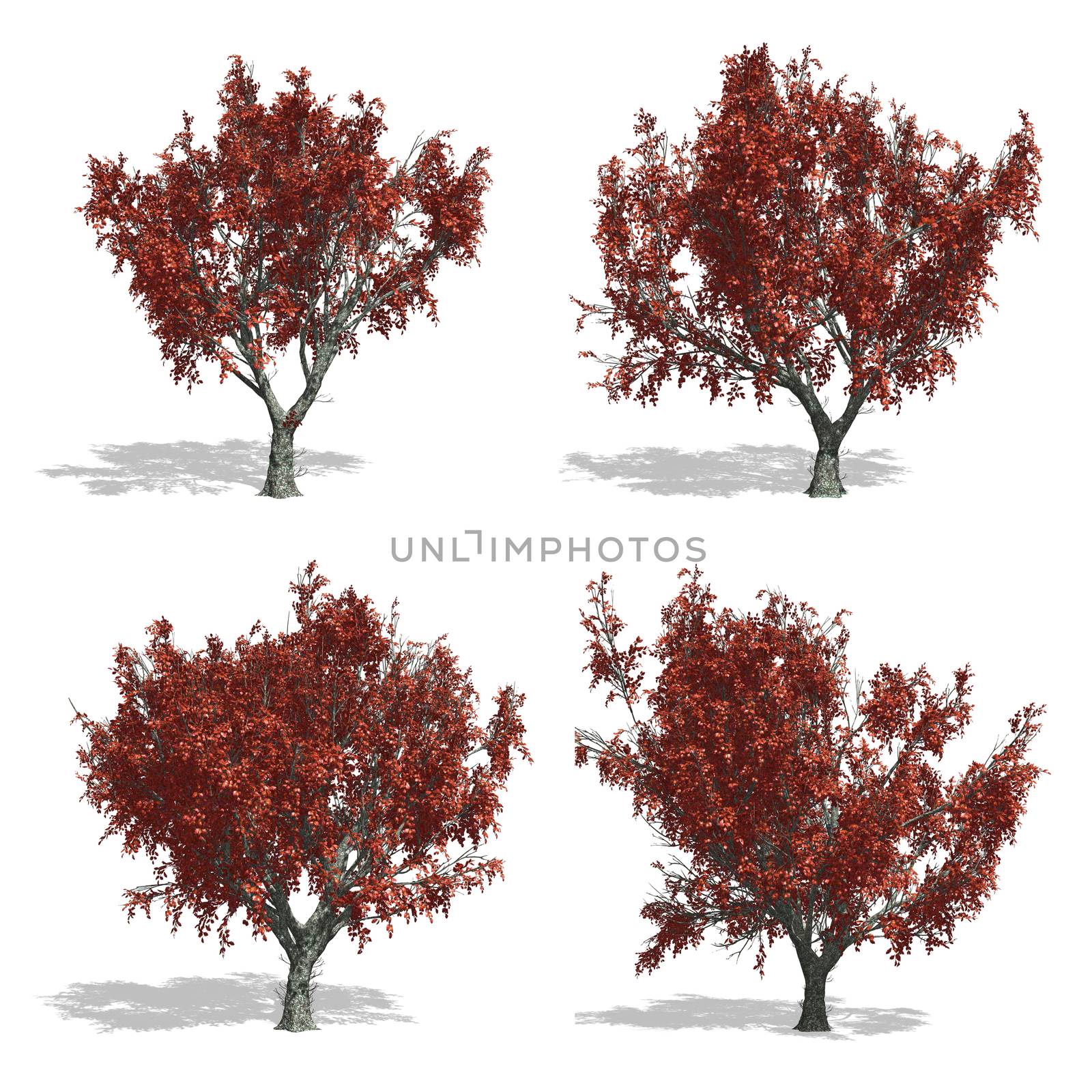 oak fall trees, isolated on white background.