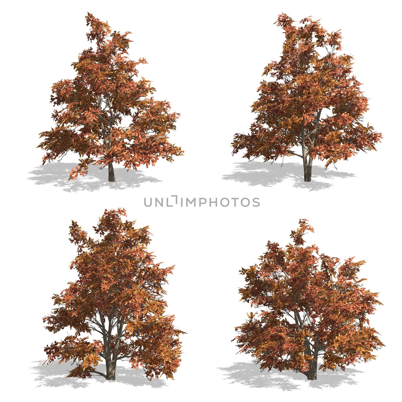 stewartia fall trees, isolated on white background.