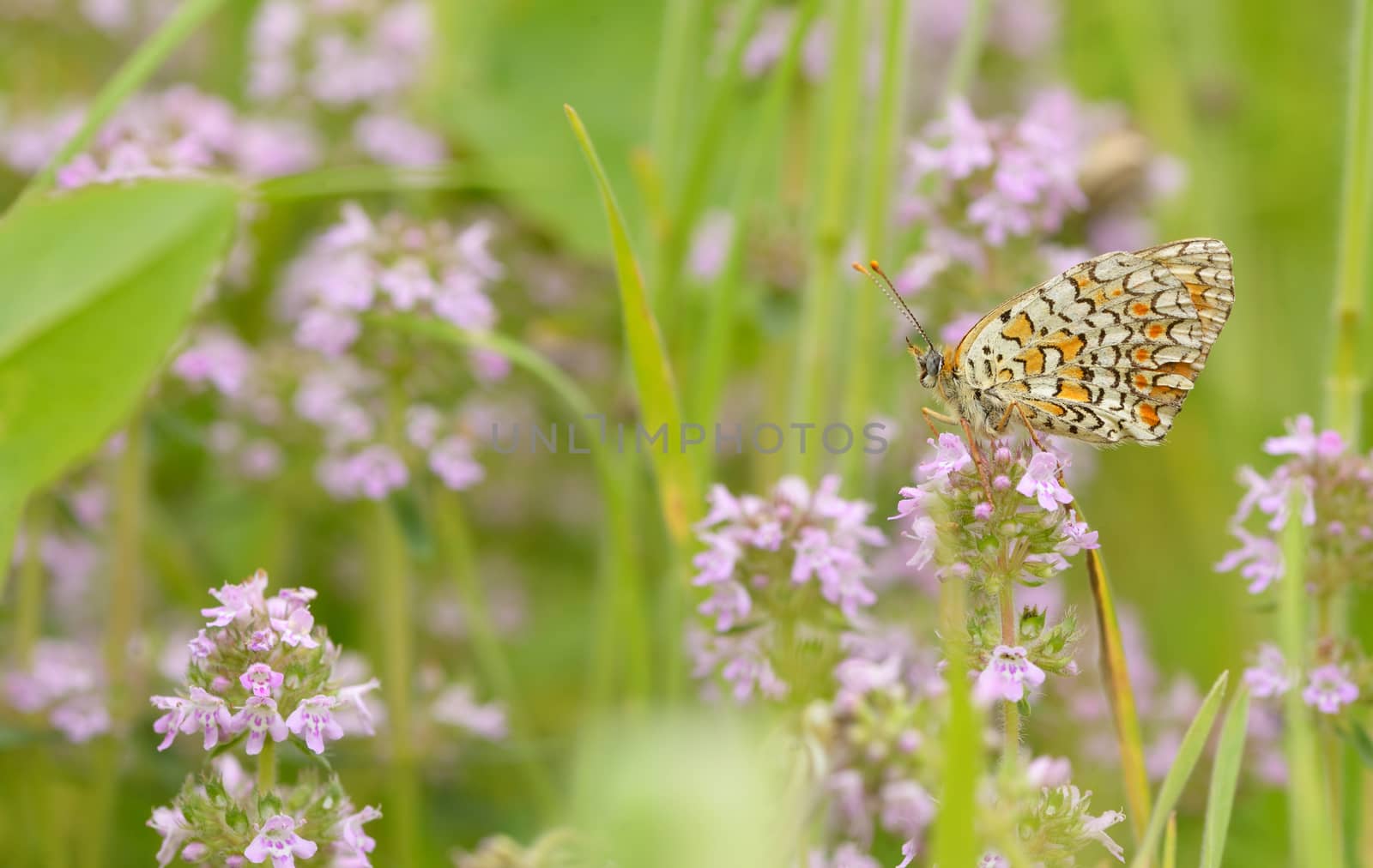 Monarch butterfly feeding on flower