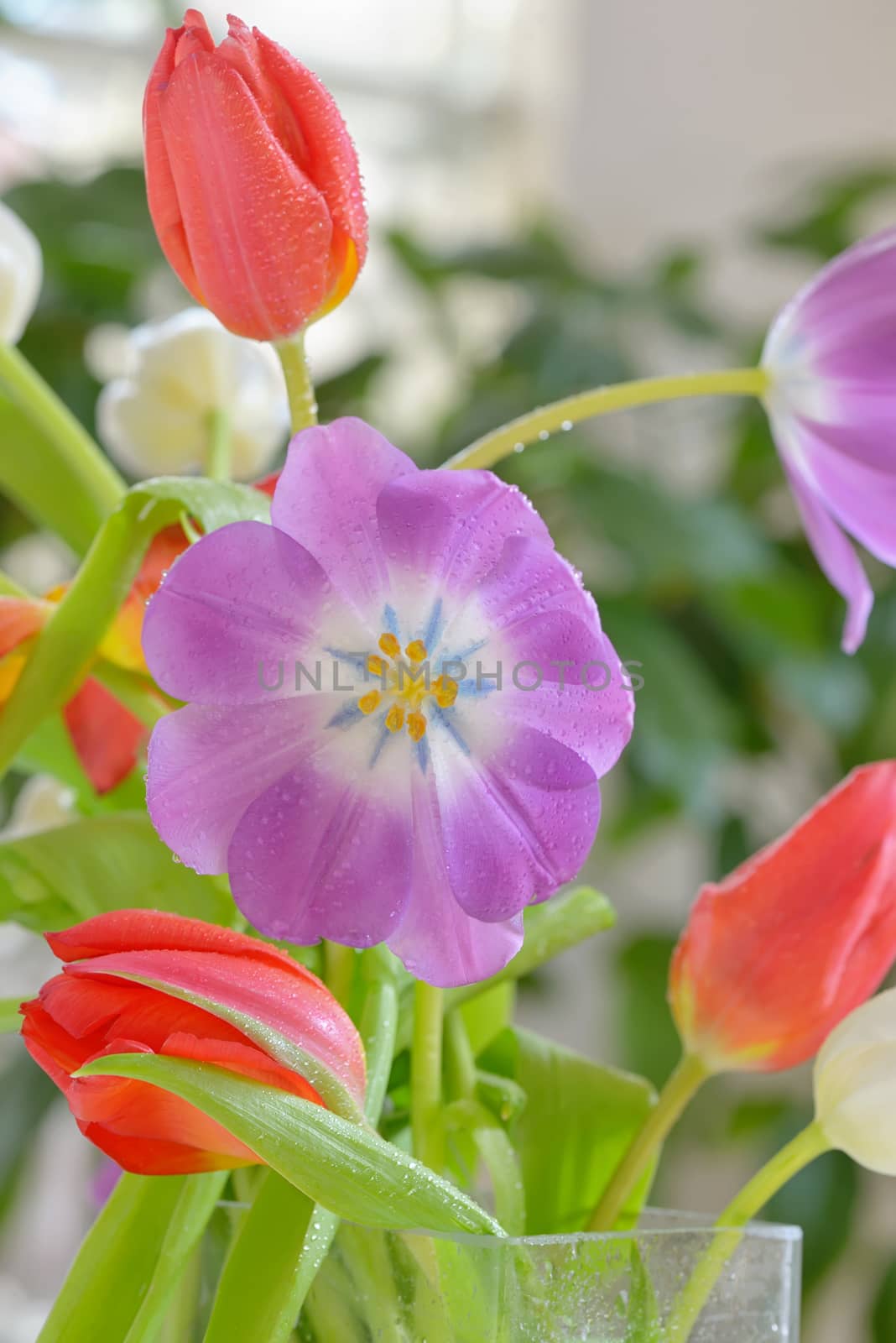 Open tulip with dew drops in spring time