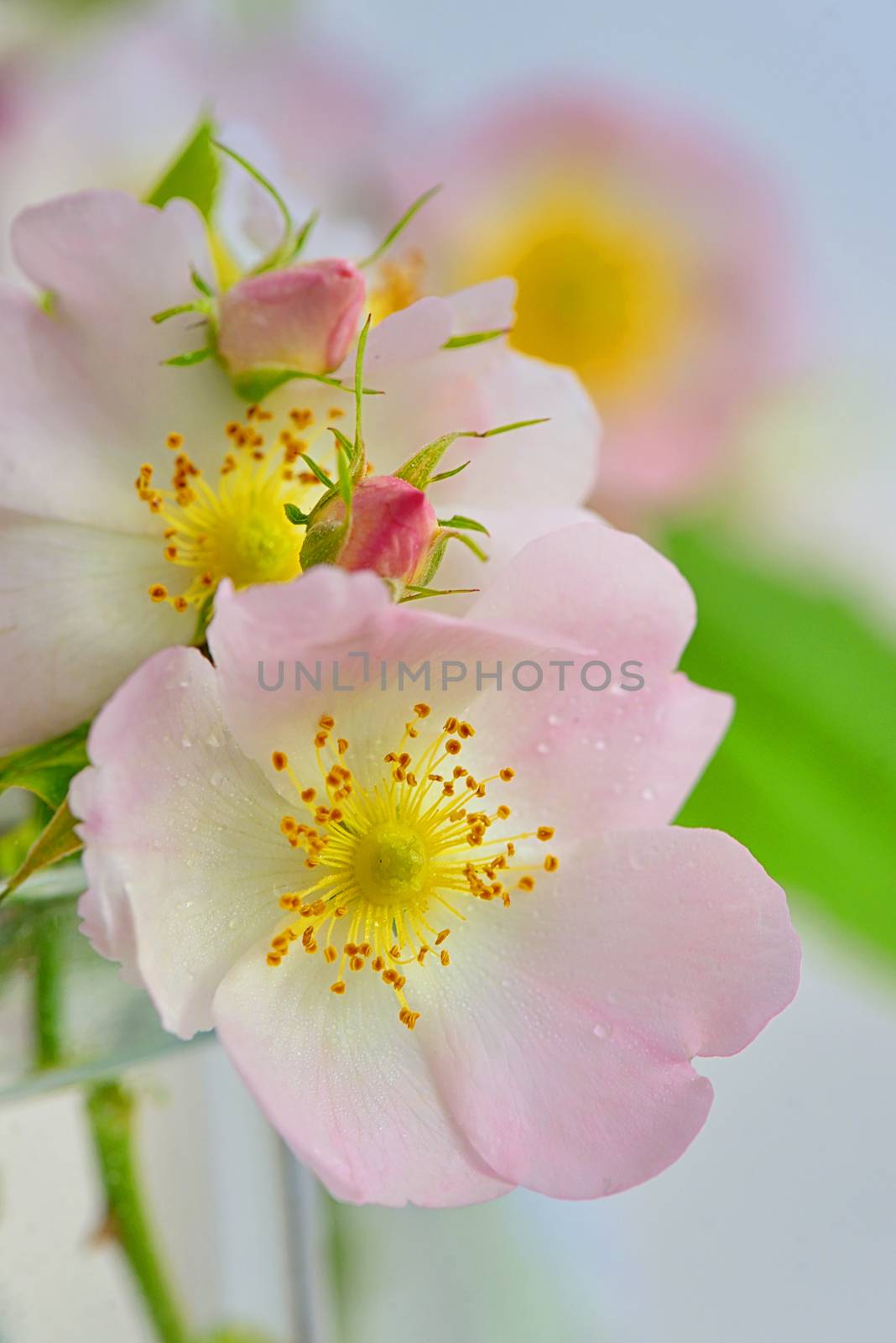 Close-up of a dog rose, Rosa canina in vase