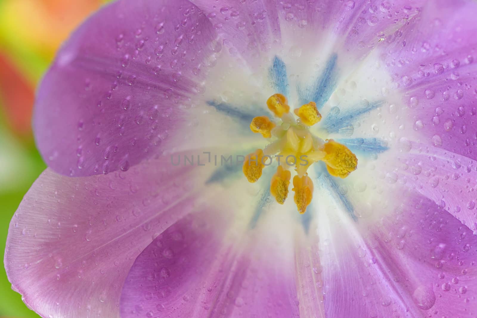 Open tulip with dew drops in spring time