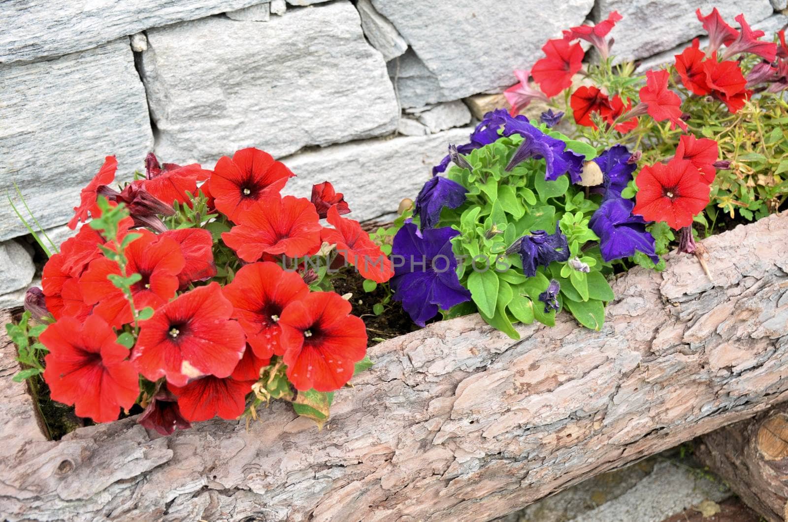 Wood flower box and colors