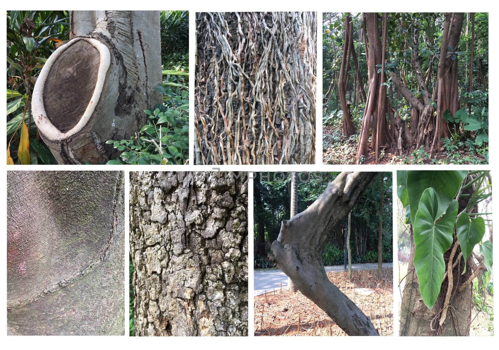 Set of different trees trunks. Trunk set collection tree on the garden or parkland.