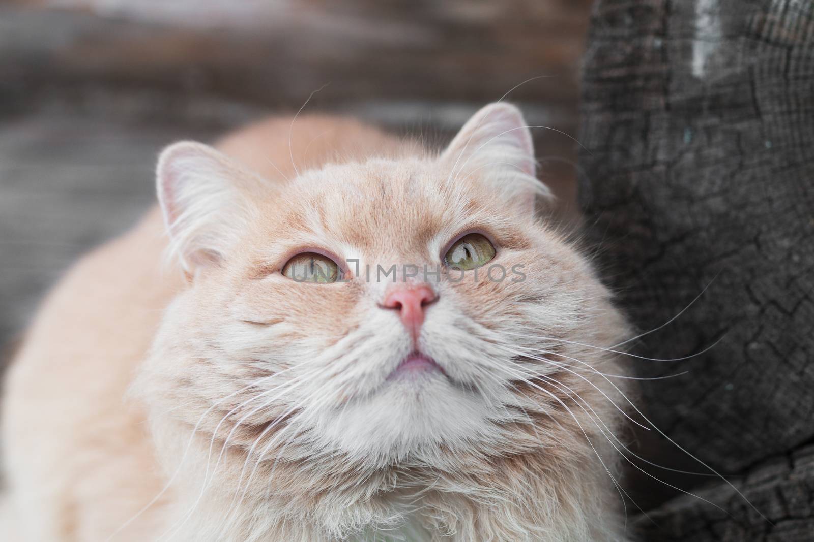 Close up photo of ginger cat with green eyes looking up and waiting for something tasty.