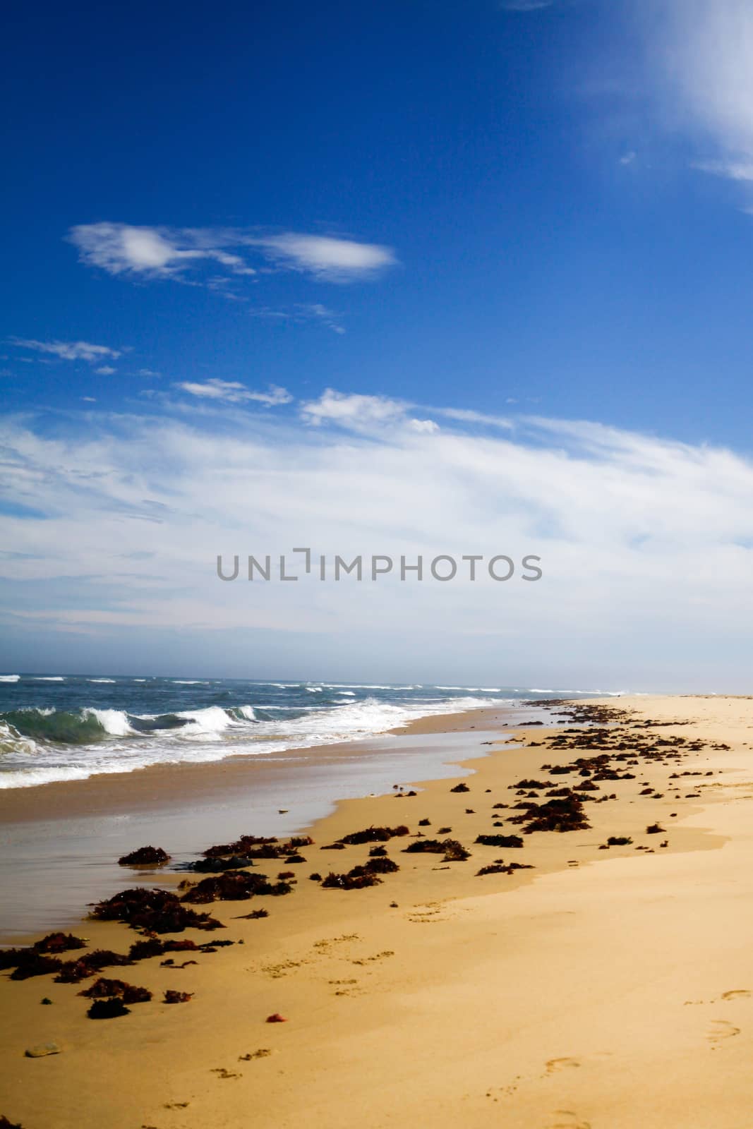 Seagrass all along the path on the sand  by markdescande