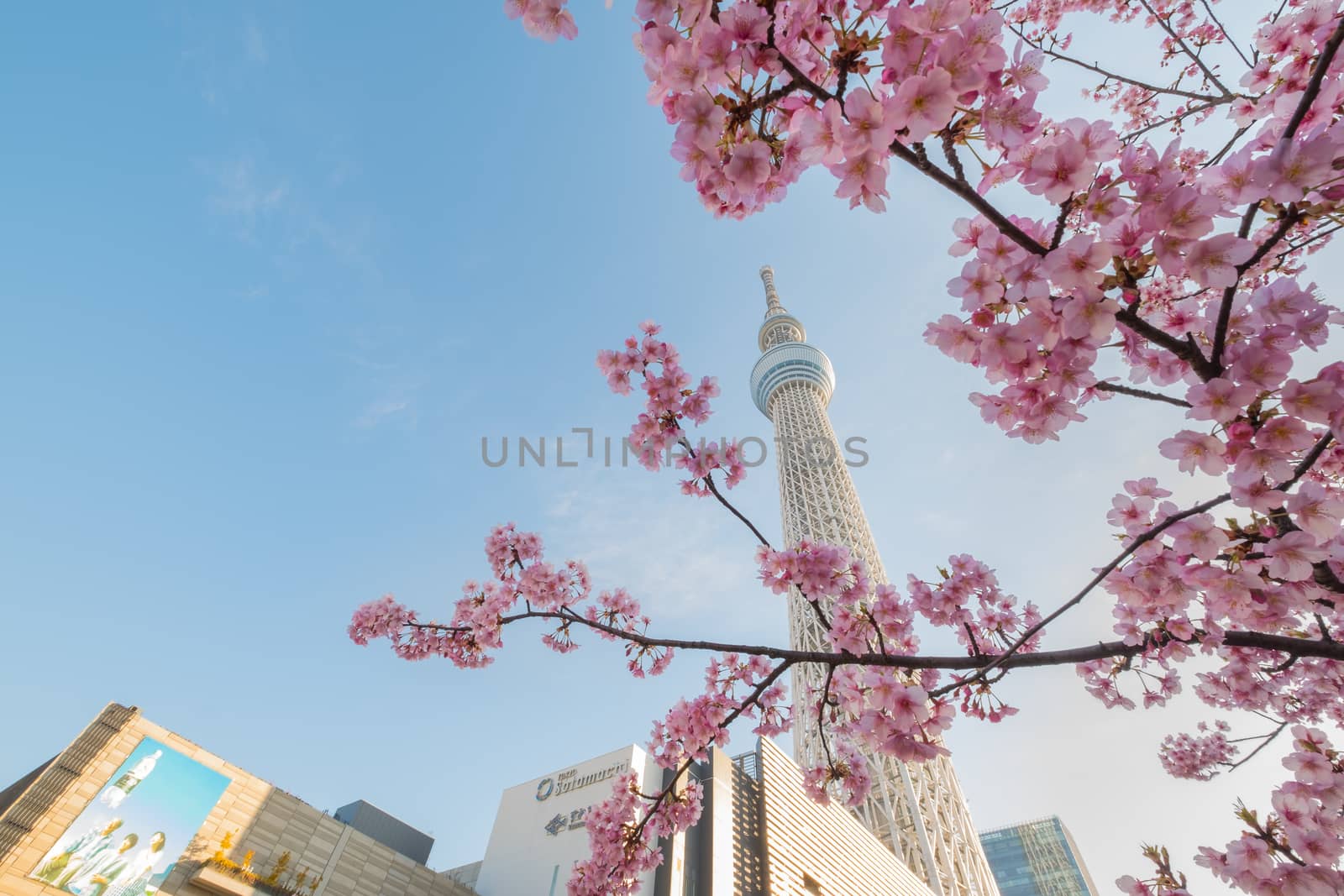 Tokyo sky tree and cherry blossom