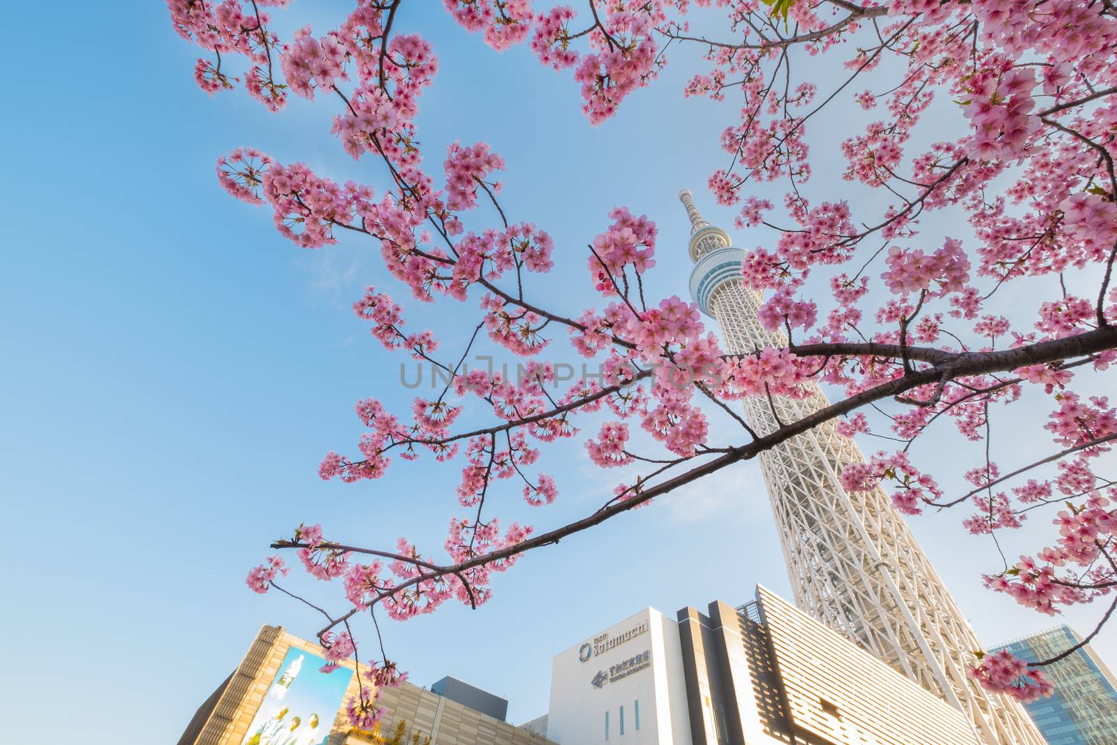 Tokyo sky tree and cherry blossom