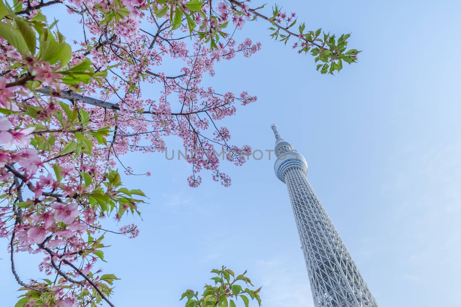 Tokyo sky tree and cherry blossom