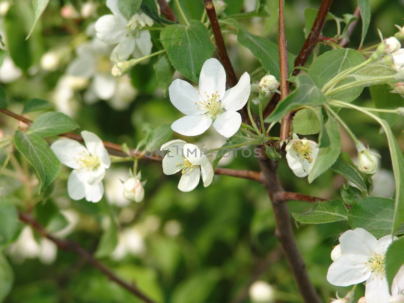 apple blossoms in spring by elena_vz