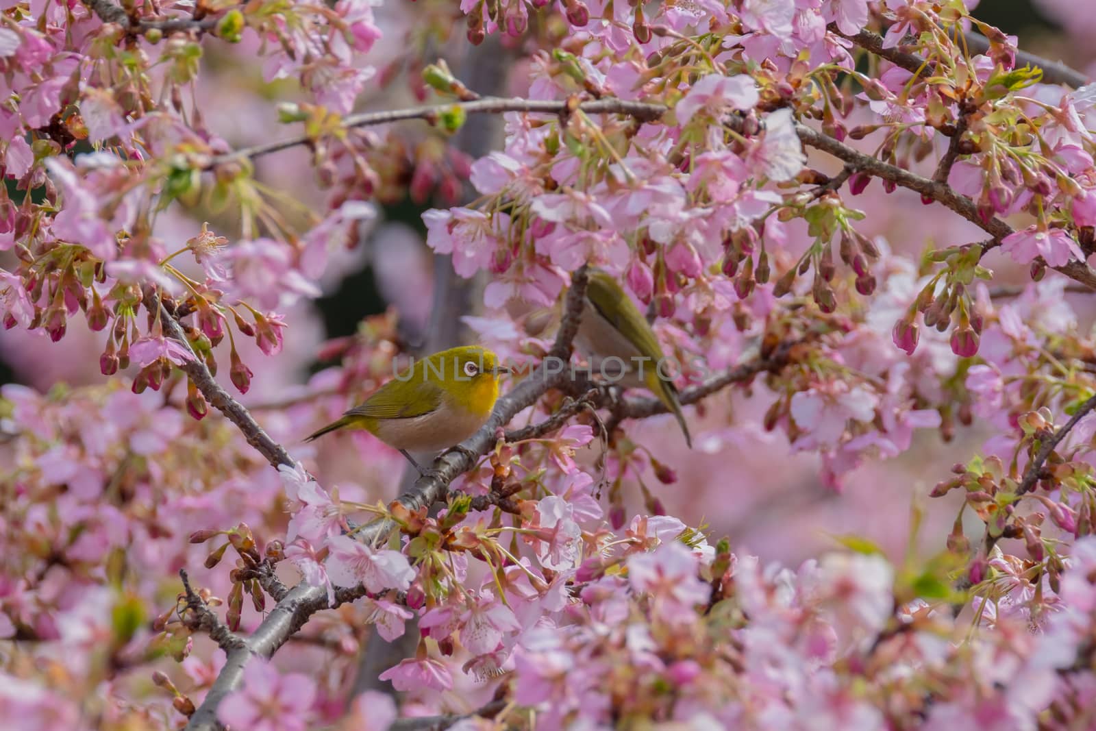 Yellow bird white eye is perching on pink cherry flower