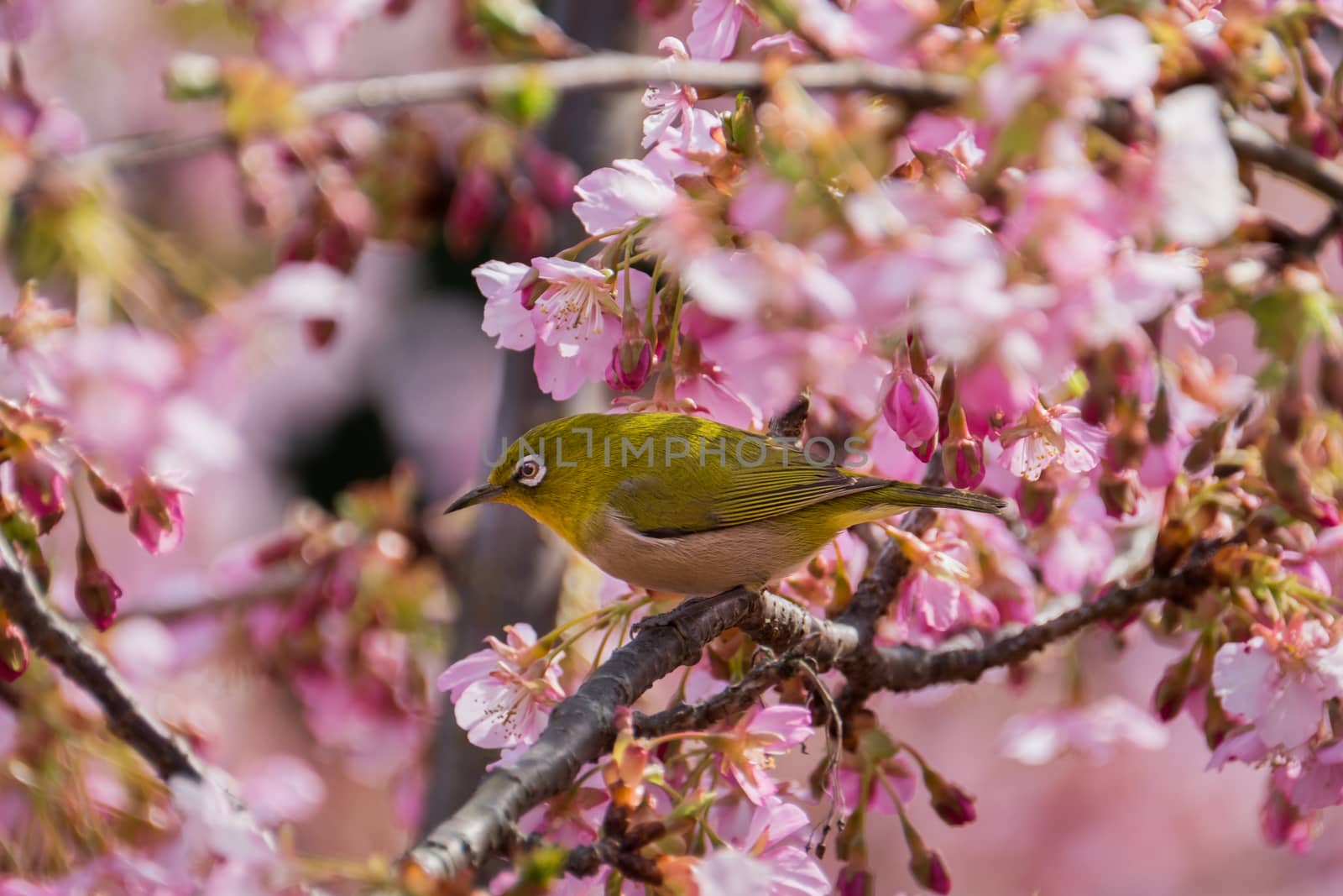 Yellow bird white eye is perching on pink cherry flower