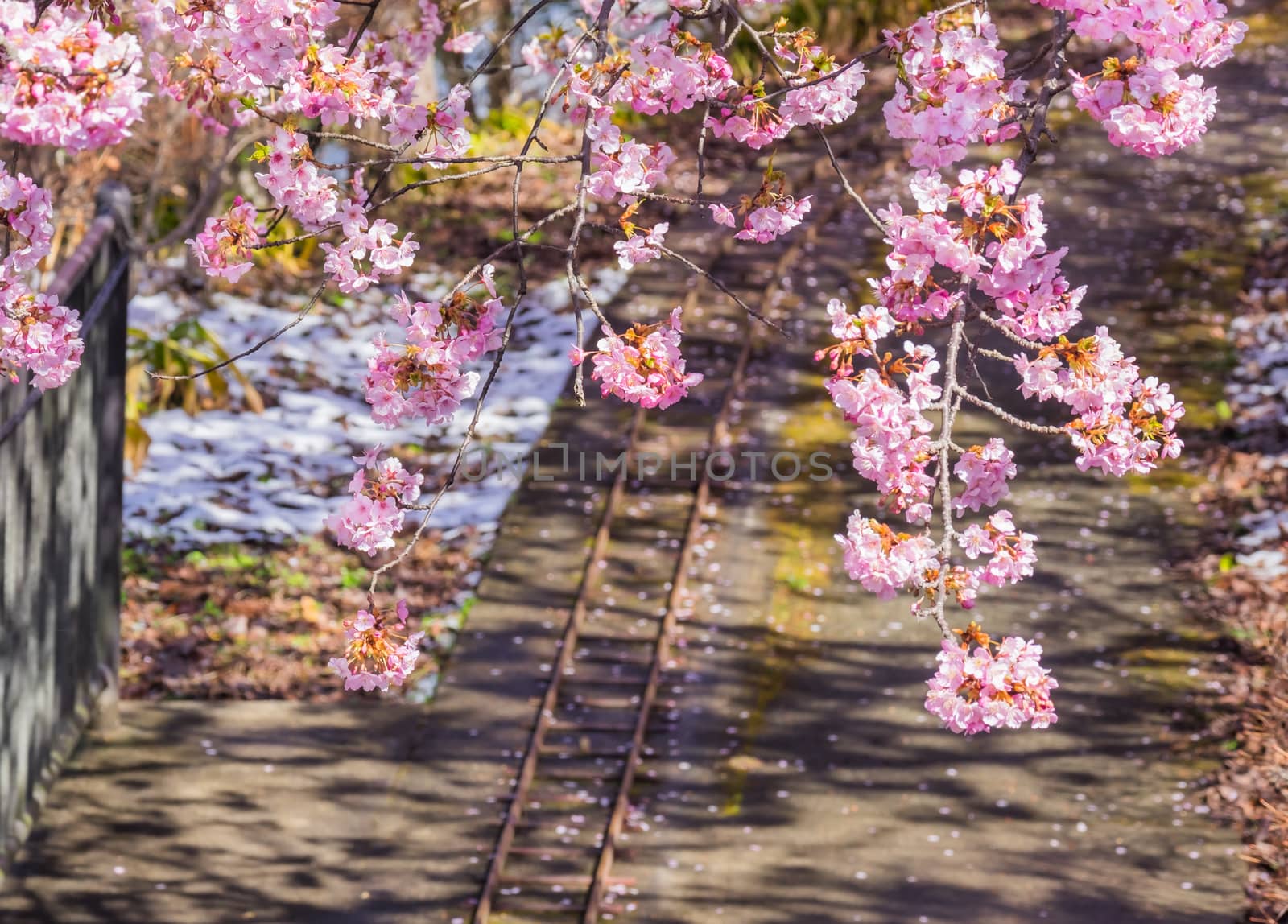 Cherry blossom at Matsuda sakura festival