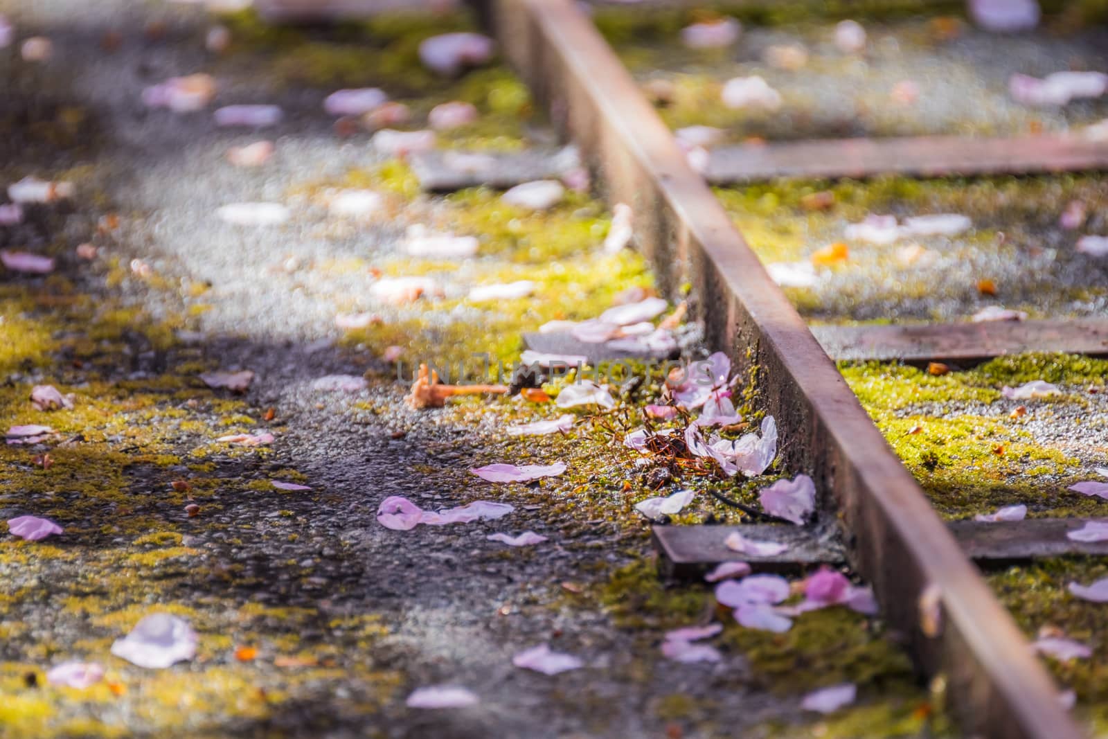Cherry blossom falling on the tracks