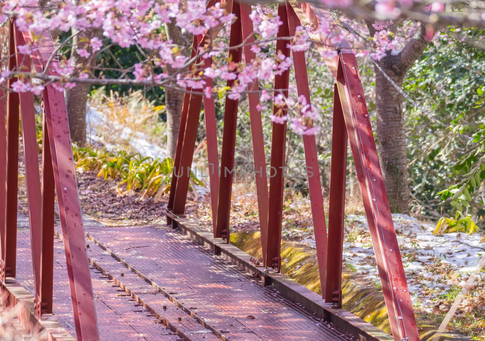 Matsuda Sakura Festival in japan