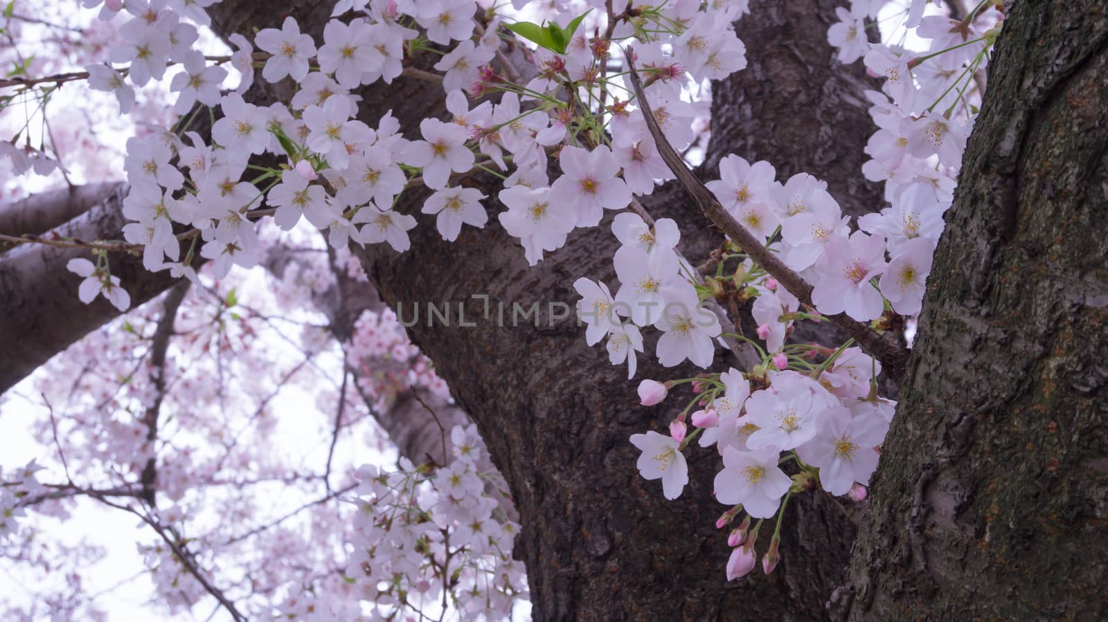Cherry blossom by jaruncha